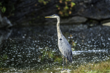 Great Blue Heron on a rock at the side of a northern river