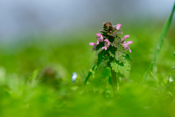 Close up of red dead-nettle (Lamium purpureum) with green blurred background