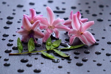 Fototapeta na wymiar Pink Orchid flowers and water drops on black background. Background for SPA treatments.