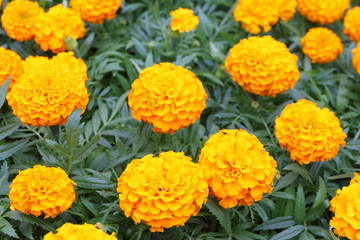 Blooming cultivar annual Tagetes seedlings in the modern greenhouse in spring
