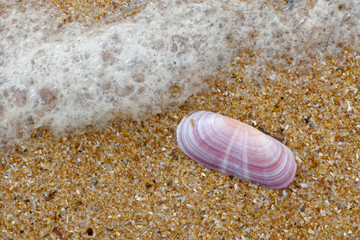 Pink Shell on the Beach at Quarteira in Portugal