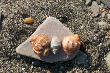 Shells on stones among sand on the beach