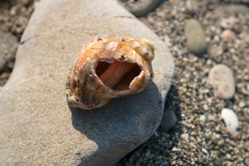 Shells on stones among sand on the beach