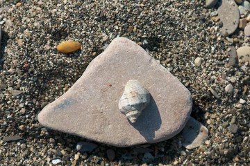 Shells on stones among sand on the beach