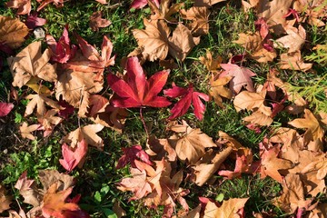 Red and yellow autumn maple leaves against a background of green grass