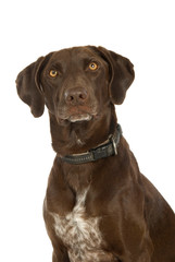 Fototapeta premium Brauner Mischlingshund isoliert auf weißem Grund