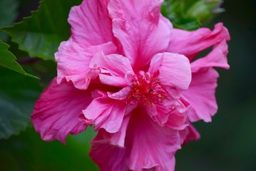 Mountain Flower