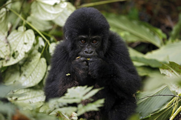 Obraz premium Baby Gorilla (Gorilla beringei beringei) Feeding. Bwindi Impenetrable National Park, Uganda