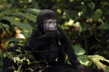 Baby Gorilla (Gorilla beringei beringei) Riding Mothers Back. Bwindi Impenetrable National Park, Uganda