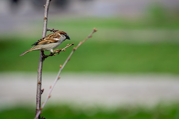 Sparrow on branches of bushes with blurred background