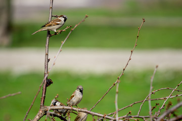 Sparrows on branches of bushes with blurred background