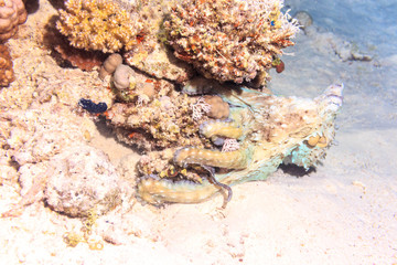 Octopus in a coral reef. Fish of the red sea.