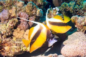 Fototapeta na wymiar Two butterfly fish in a coral reef. Fish of the red sea.
