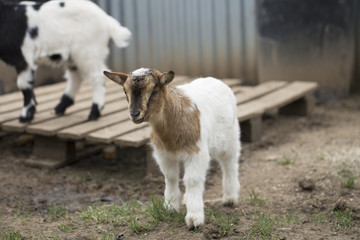 African pygmy goat