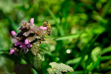 Close up of bee collecting pollen on red dead-nettle (Lamium purpureum) with green blurred background