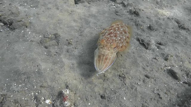 Pharaoh cuttlefish (Sepia pharaonis) near the tropical seabed. 4K 2160p video footage