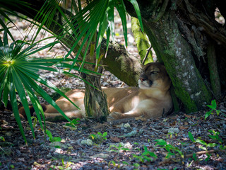 Playa Del Carmen, Mexico - May 17, 2017 - Panther Taking Shade From Hot Tropical Sun in Mexico
