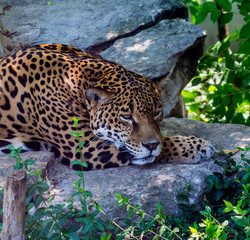 Playa Del Carmen, Mexico - May 17, 2017 - Jaguar Taking Shade From Hot Tropical Sun in Mexico 