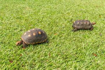 Tortoise on a lawn in a family garden in St George's, Grenada, West Indies.