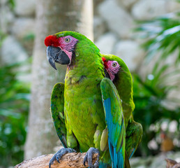 Playa Del Carmen, Mexico - May 17, 2017 - Tropical Green Parrots