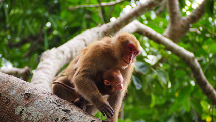 monkey at Wat Tham Pla, Monkey Temple, Chiang Rai, Thailand