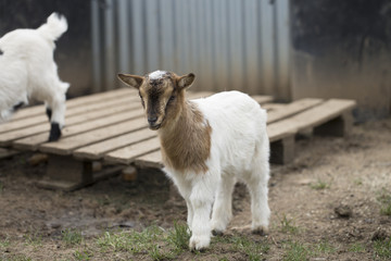 Obraz premium African pygmy goat