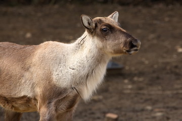 Fototapeta premium europäisches waldren