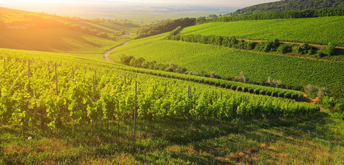 Vineyard in Hungary, panorama view