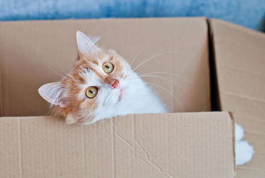 beautiful, red cat in a cardboard box, the concept of a gift, moving and real estate.
