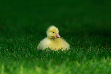 little yellow duckling
