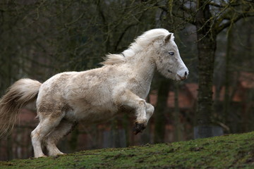 Shetland Pony - obrazy, fototapety, plakaty