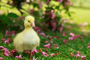 little yellow duckling