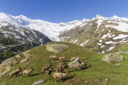Group of ibex along lawn at col du Nivolet in Gran Paradiso Park, Piedmont, Italy, Europe