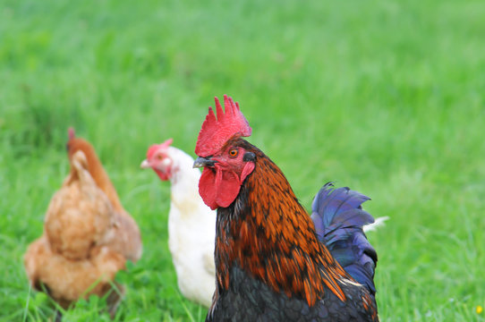 A galinha e o galo s&atilde;o, respectivamente, a f&ecirc;mea e o macho da esp&eacute;cie gallus domesticus de aves galiformes e fasianais