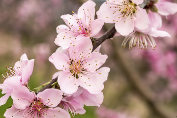 Peach tree flower