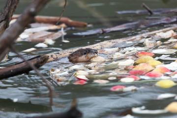 Ondatra zibethicus, Muskrat.