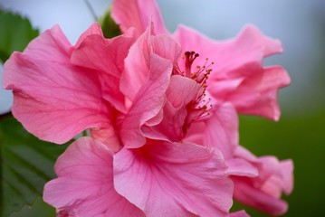 Pink Flower