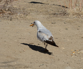 Molting ring billed gull or larus delawarensis with cracker midair in mouth from crackers dumped out on ground at park 