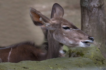 Grosser Kudu Großer kudu