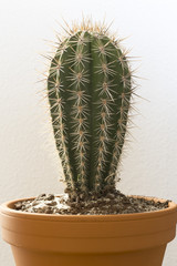 cactus, houseplant on white background