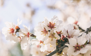 Spring blooming. Pink almond blossoms closeup, blur background, copy space