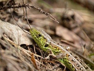 Fototapeta premium lizard