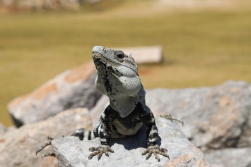 Голодный дракон. Uxmal, Mexico