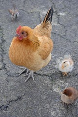 chick mum