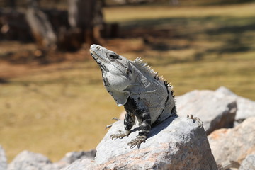 Uxmal. Позирующий дракон