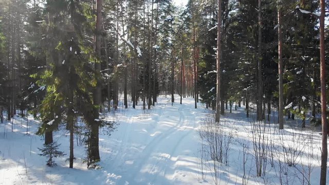 Smooth steady aerial shot along Russian pine forest, beautiful sunny cold snowy nature with no people, snow is falling from the branches