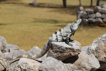 Игуаны населяющие археологическую зону Ушмаль