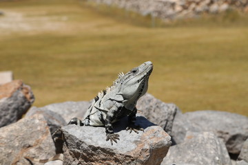 Игуаны населяющие археологическую зону Ушмаль в Мексике. 