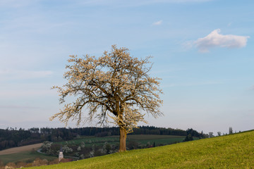 Baum