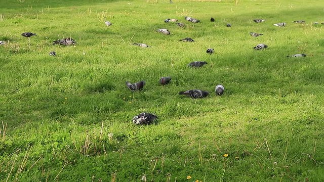 Palomas Comiendo en la Hierba de Parque
